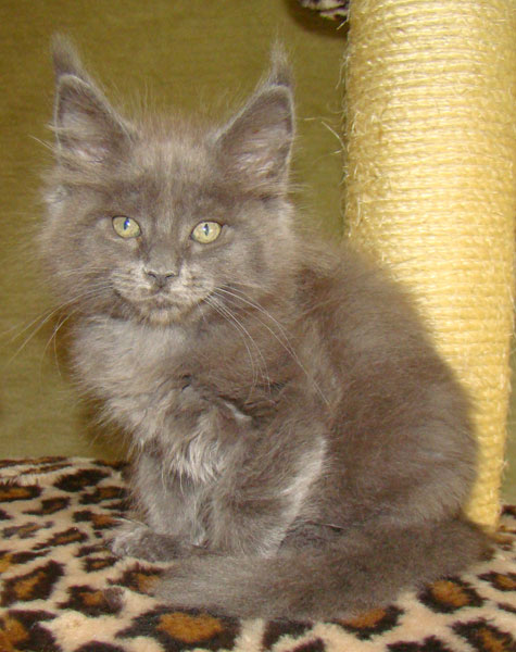     Catsvill County!   !    !       !!!    Catsvill County +7-926-544-74-09     .   ,   ,   ,    ,   ,  ,     ,   -,    ,   !